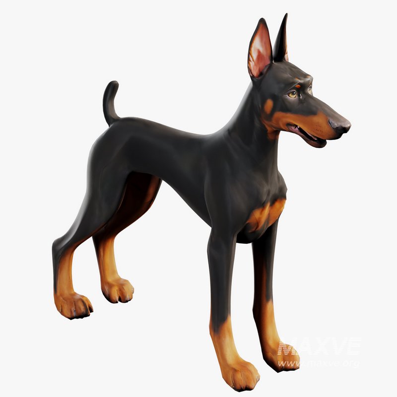 Doberman - Image 1