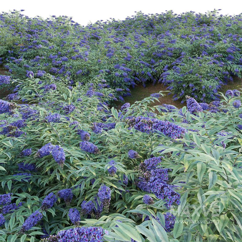 Buddleia ¨C Butterfly Bush 02 - Image 3