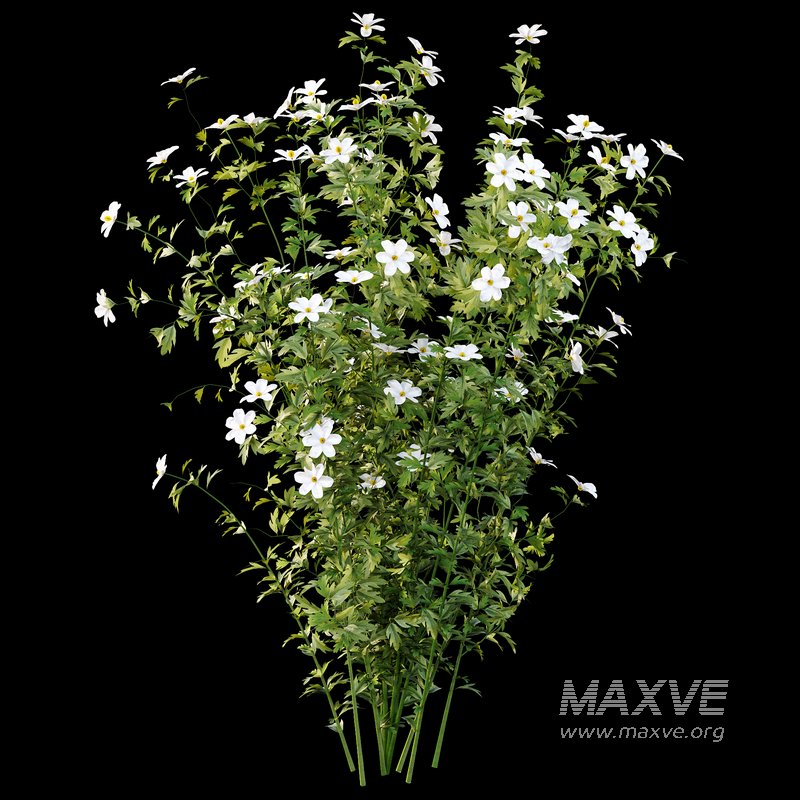 romneya coulter Plant 02 -4 Model - Image 2