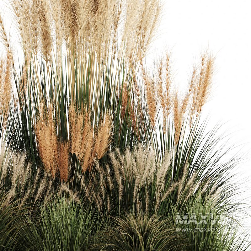 Bush-Bush set-09 - Image 3