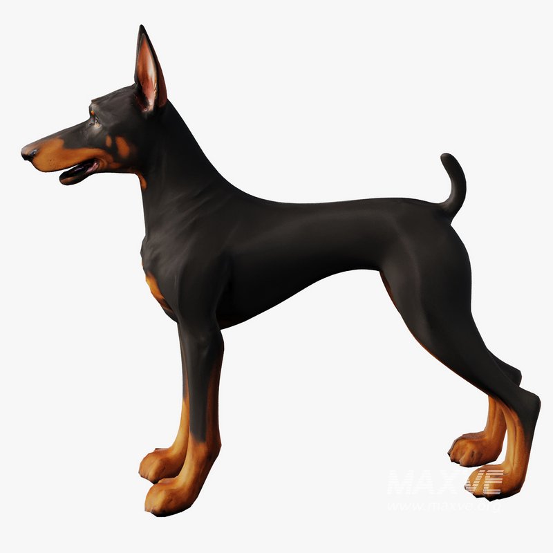 Doberman - Image 2