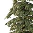 spruce tree10 - Thumbnail 4