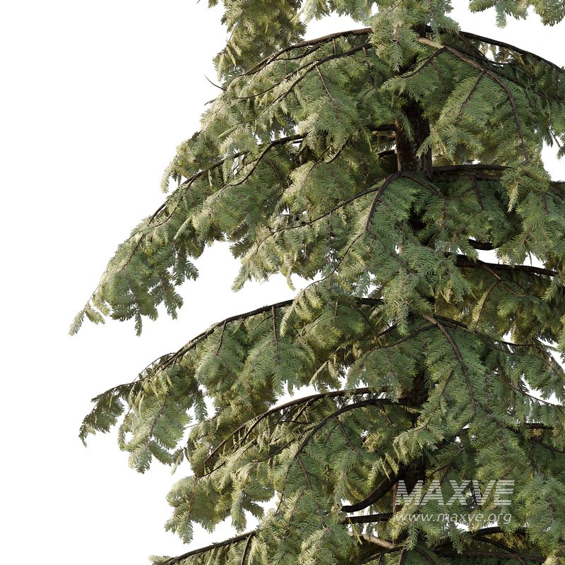 spruce tree10 - Image 4