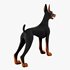 Doberman - Thumbnail 6