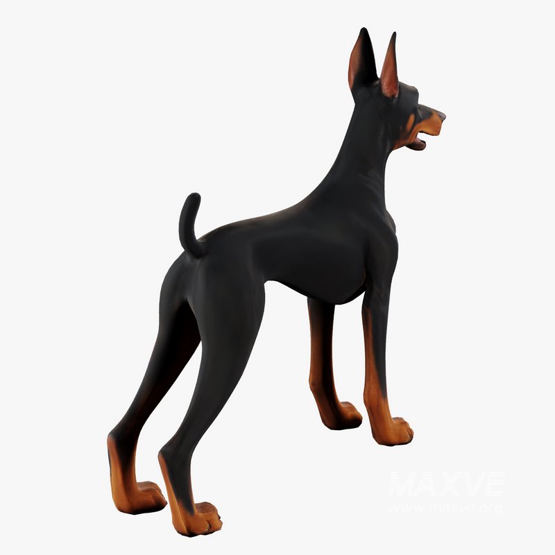 Doberman - Image 6