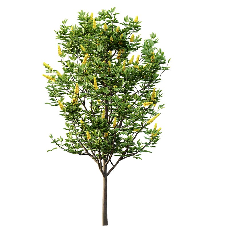 Argyrocytisus battandieri 01 - Image 2