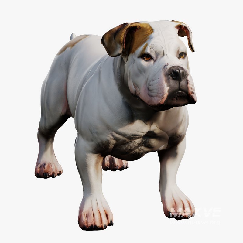 Bulldog - Image 1
