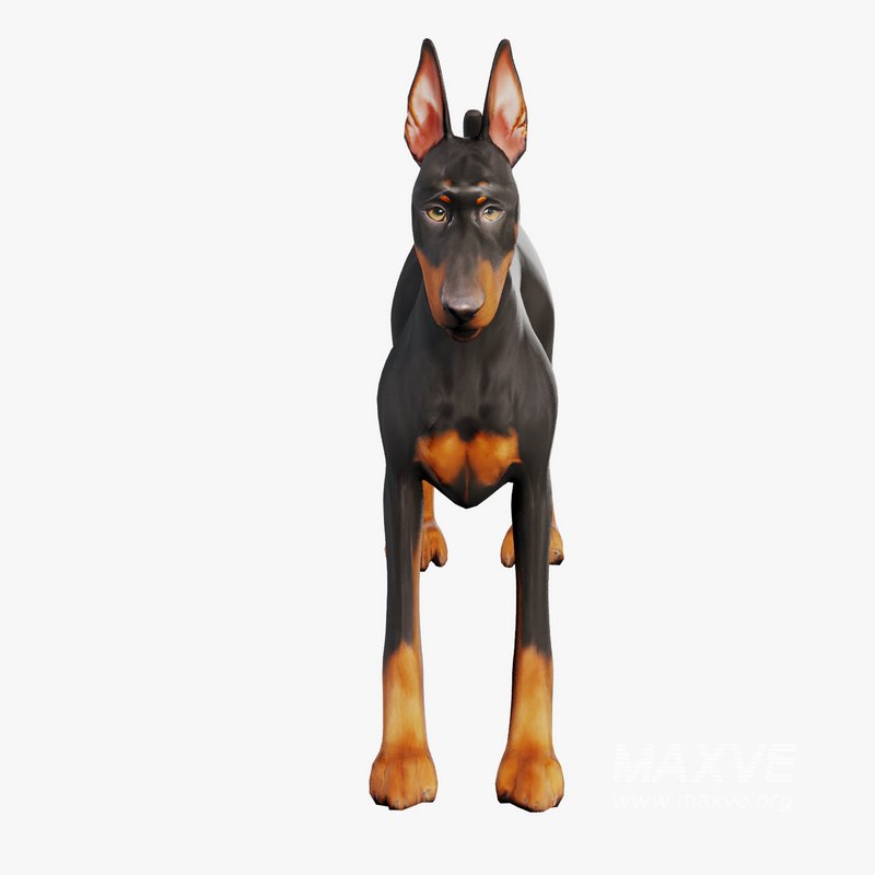 Doberman - Image 3