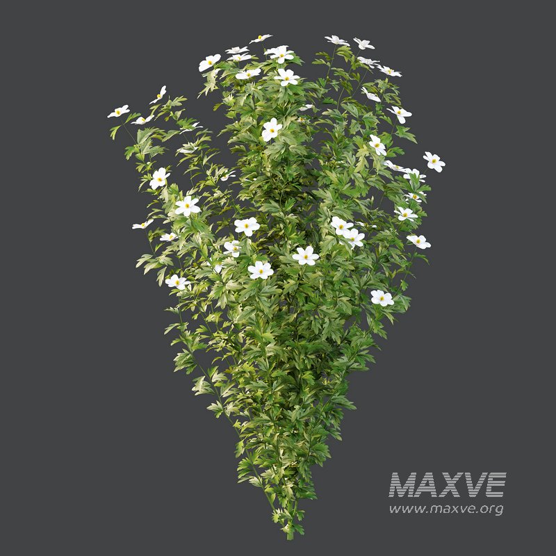 romneya coulter Plant 01 -4 Model - Image 4