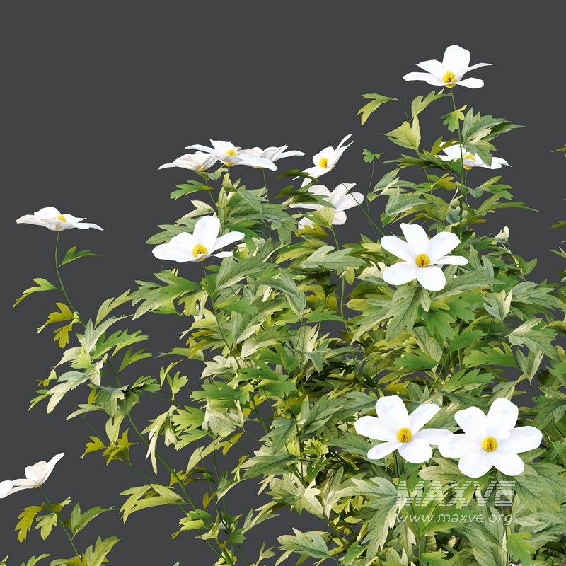 romneya coulter Plant 04 -3 Model - Image 5