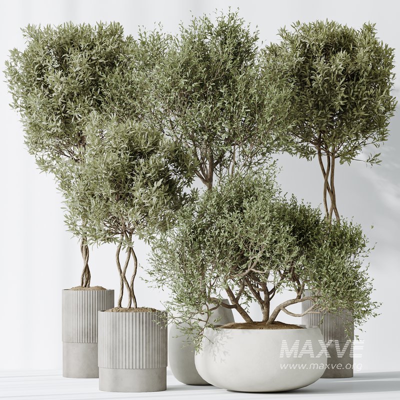 AV Indoor plants set 148 Mission Kalamata Leccino Arbequina Wilsonii Chemlali Olive - Image 3