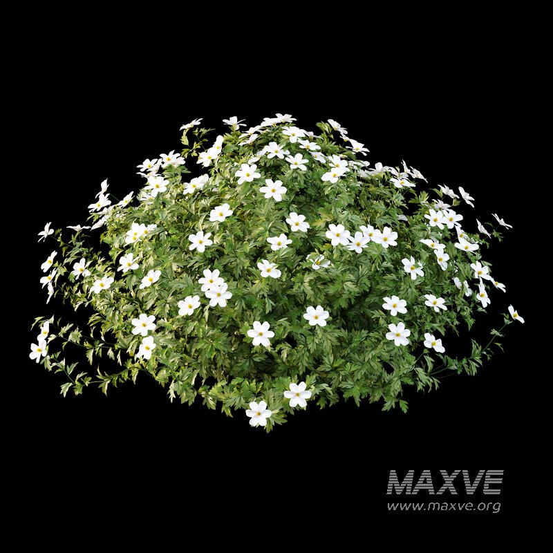 romneya coulter Plant 03 -2 Model - Image 1