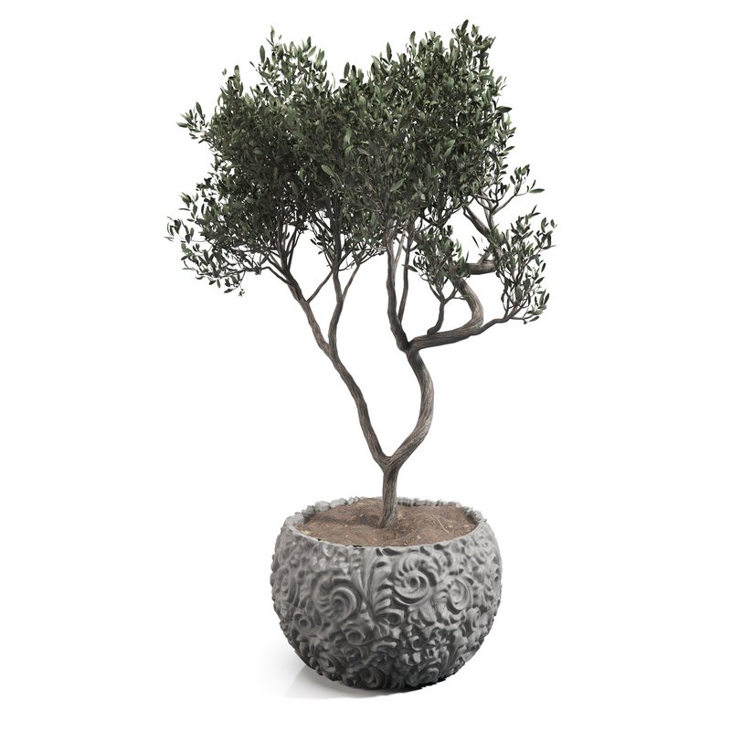 olive tree in concrete pot plant - Image 2
