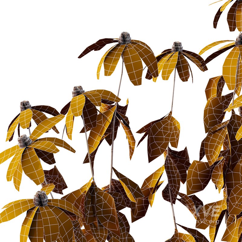 Rudbeckia laciniata Plant 02 - Image 2