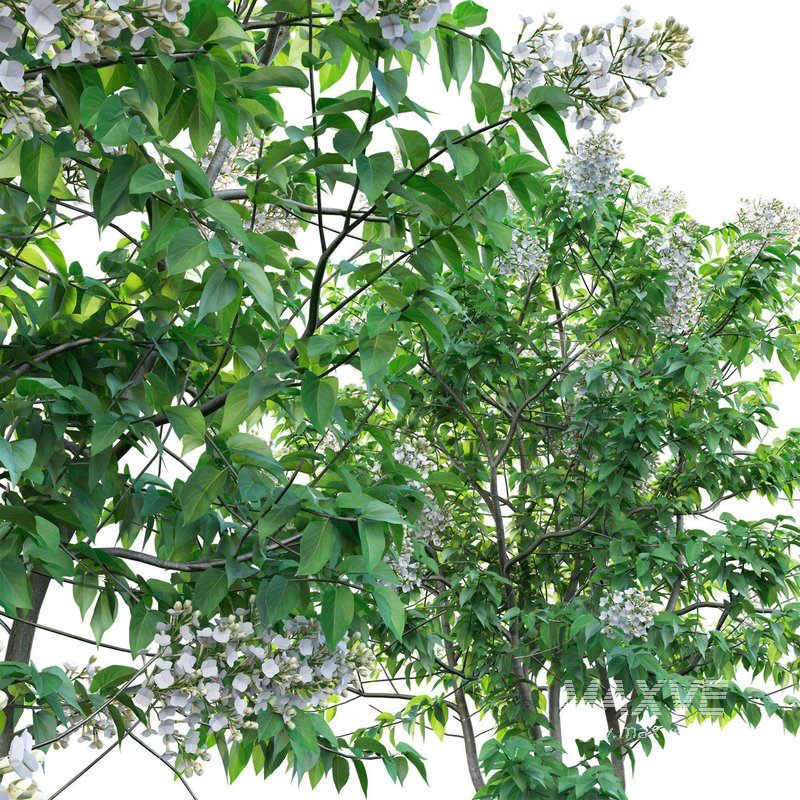 Syringa vulgaris – Common Lilac 03 - Image 4