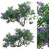 Syringa vulgaris – Common Lilac 01 - Thumbnail 1