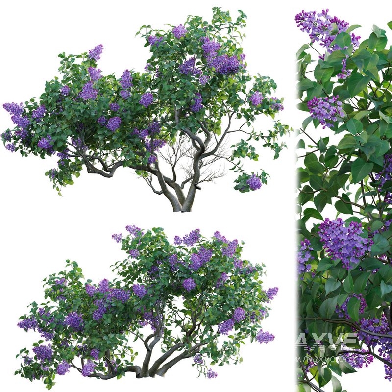 Syringa vulgaris – Common Lilac 01 - Image 1