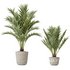 AV Indoor plants set 150 Lutescens Areca Palm and Ficus Cyathistipula and Paradise Kentia Everlasting - Thumbnail 1