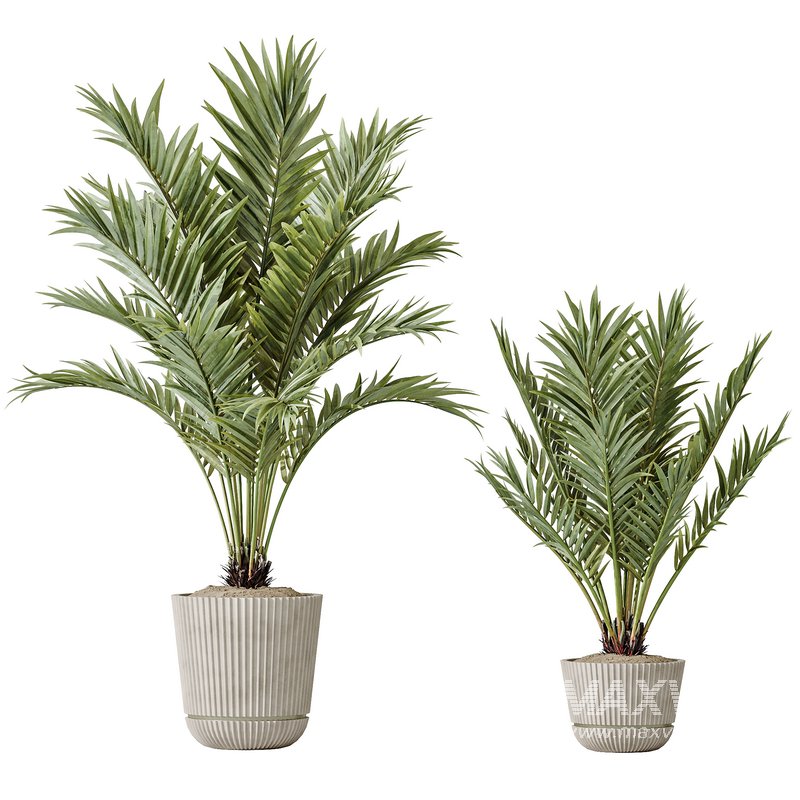 AV Indoor plants set 150 Lutescens Areca Palm and Ficus Cyathistipula and Paradise Kentia Everlasting - Image 1