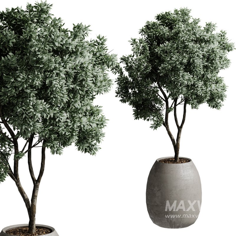 Outdoor Plant 37 - Image 1