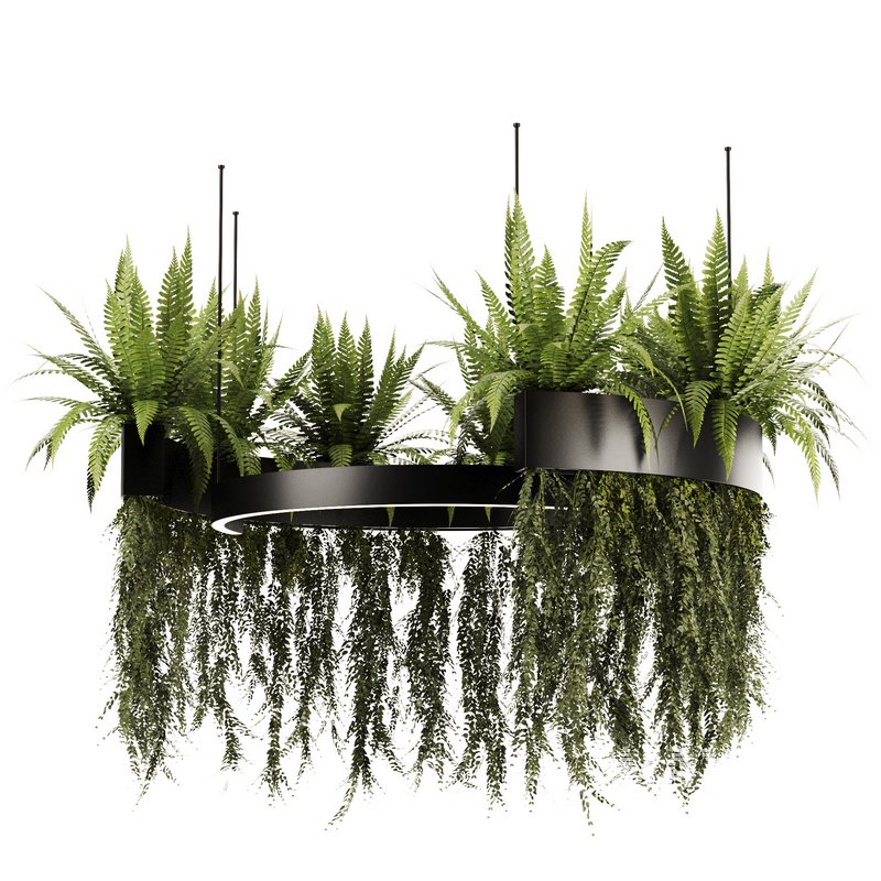 Indoorplants-Hanging plants set-84 - Image 5