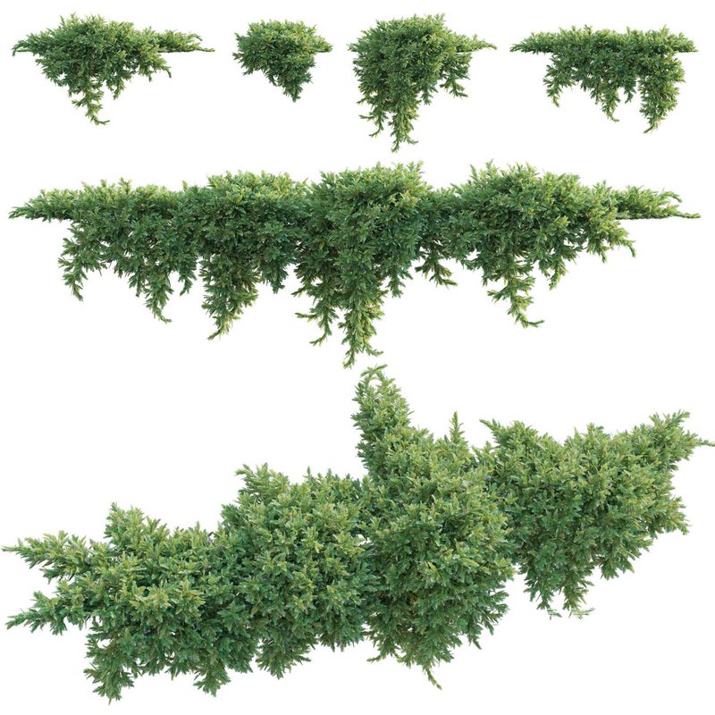 Juniperus procumbens – Garden Juniper 02 - Image 1