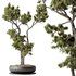 AV Indoor plants set 135 Bonsai Pinus Pentaphylla Thunbergii - Thumbnail 3