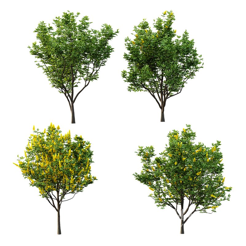 Argyrocytisus battandieri 05 -4 Plants - Image 2