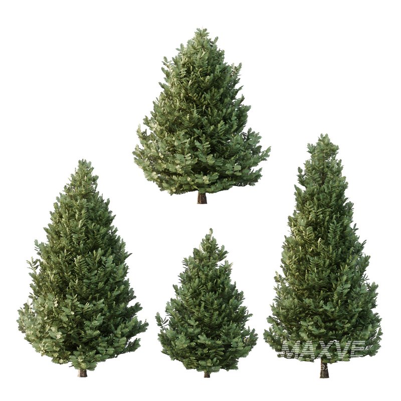 spruce tree005 - Image 1