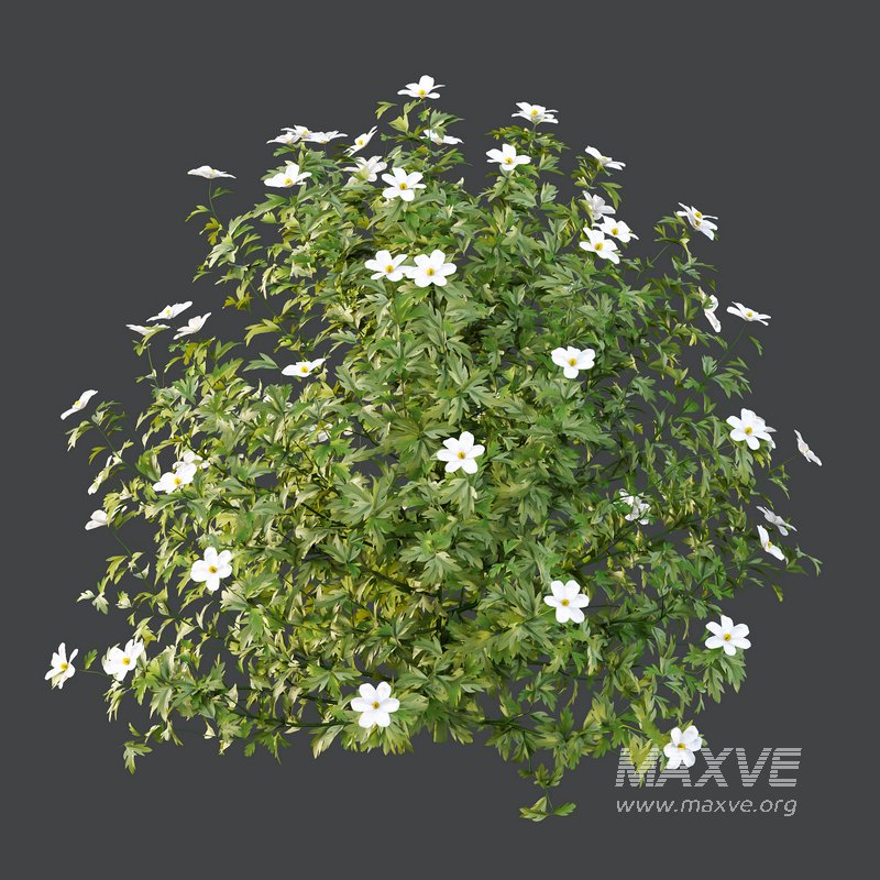 romneya coulter Plant 04 -3 Model - Image 3