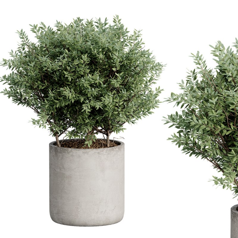 Indoor Plant 27 - Image 5