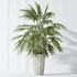 AV Indoor plants set 144 Areca Majesty Cat Reed Palm - Thumbnail 4