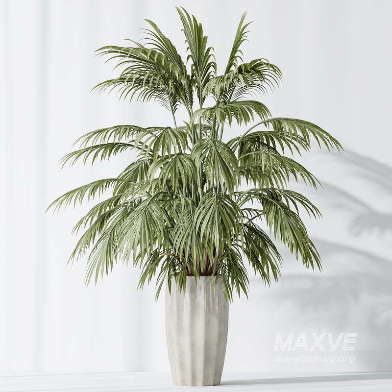 AV Indoor plants set 144 Areca Majesty Cat Reed Palm - Image 4