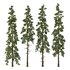 Pinus tree005 - Thumbnail 1