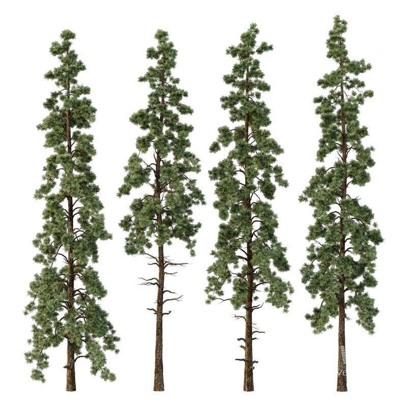 Pinus tree005 - Image 1