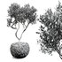 olive tree in concrete pot plant - Thumbnail 5