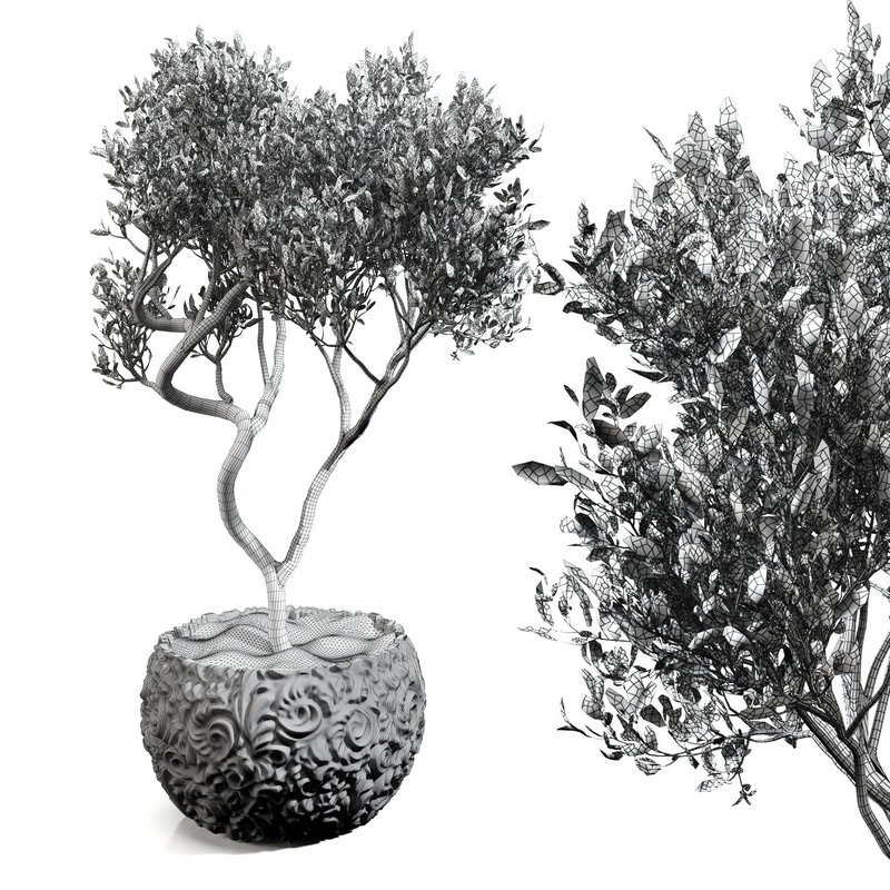 olive tree in concrete pot plant - Image 5