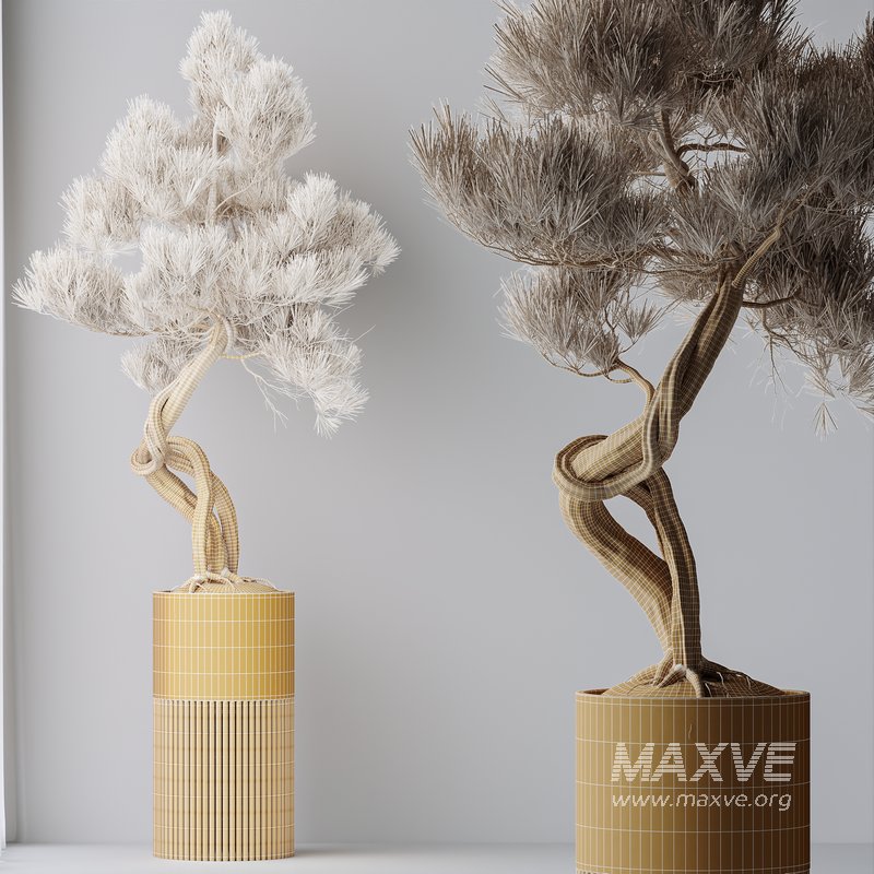 AV Indoor plants set 139 Bonsai Pinus Pentaphylla Thunbergi and Ficus Retusa Microcarpa Bonsai Ginseng - Image 11