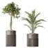 AV Indoor plants set 134 Beech Olea Europaea Olive and Ficus Benjamina African Fig and Mountain Kentia Palm - Thumbnail 4