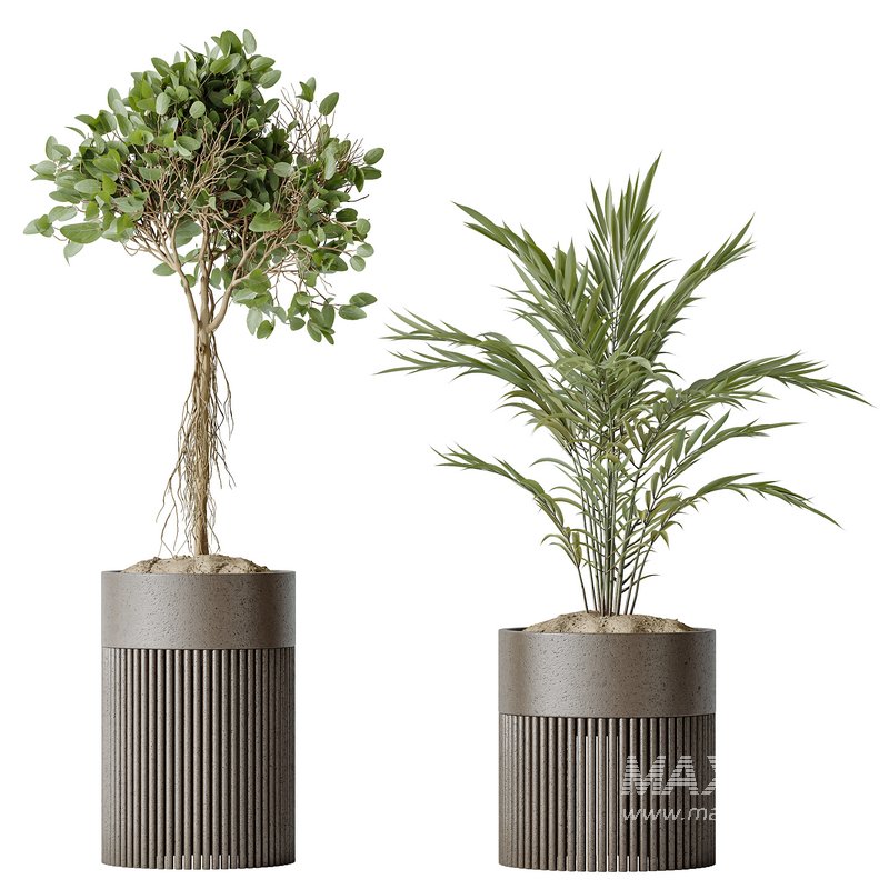 AV Indoor plants set 134 Beech Olea Europaea Olive and Ficus Benjamina African Fig and Mountain Kentia Palm - Image 4