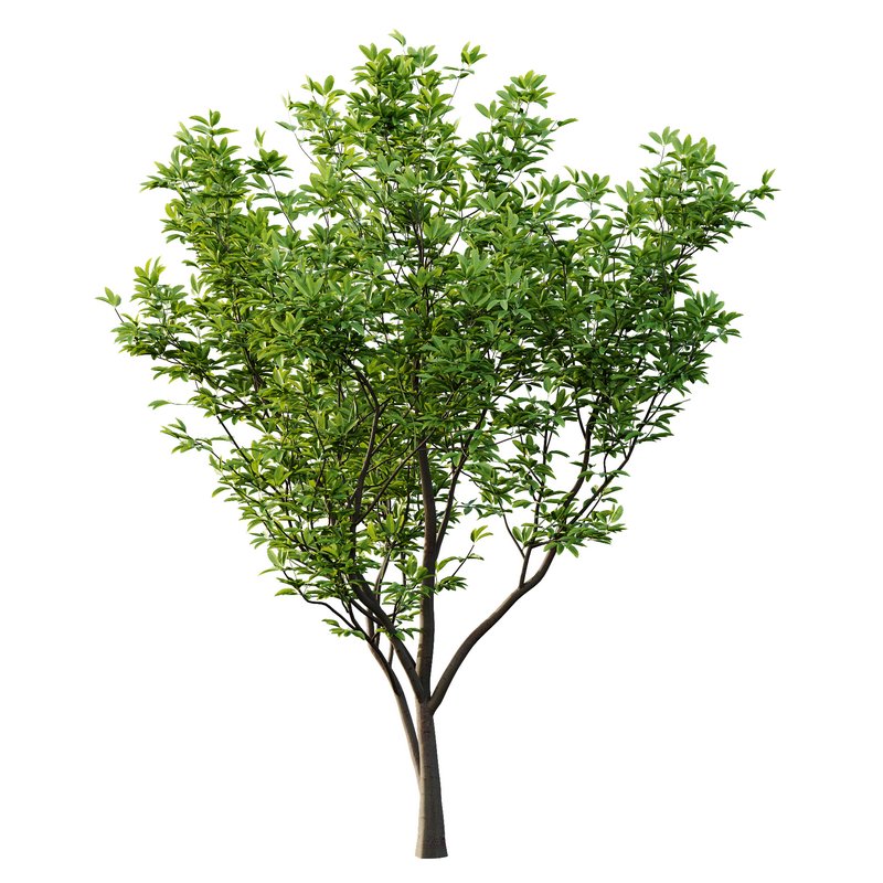 Argyrocytisus battandieri 05 -4 Plants - Image 5