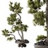 AV Indoor plants set 137 Bonsai Pinus Pentaphylla Thunbergii - Thumbnail 5