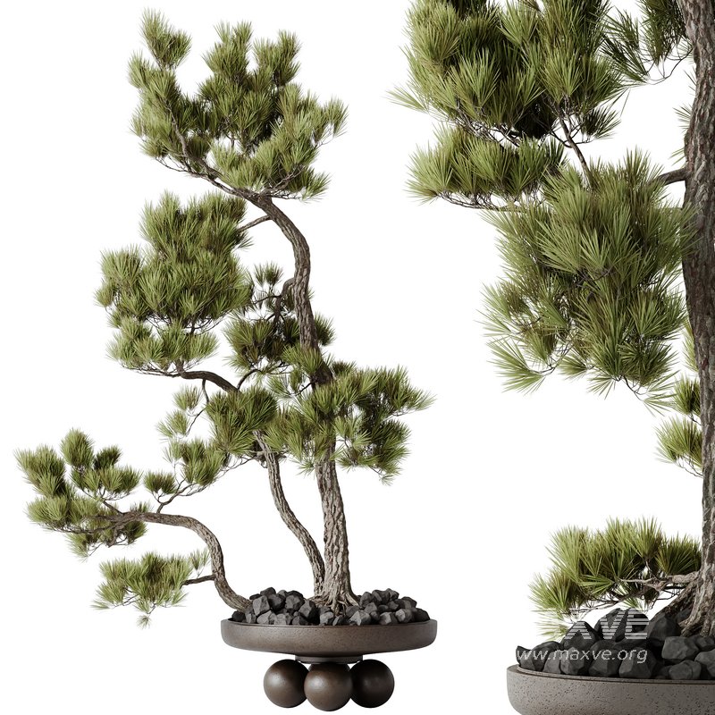 AV Indoor plants set 137 Bonsai Pinus Pentaphylla Thunbergii - Image 5