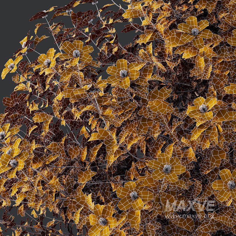 romneya coulter Plant 03 -2 Model - Image 4