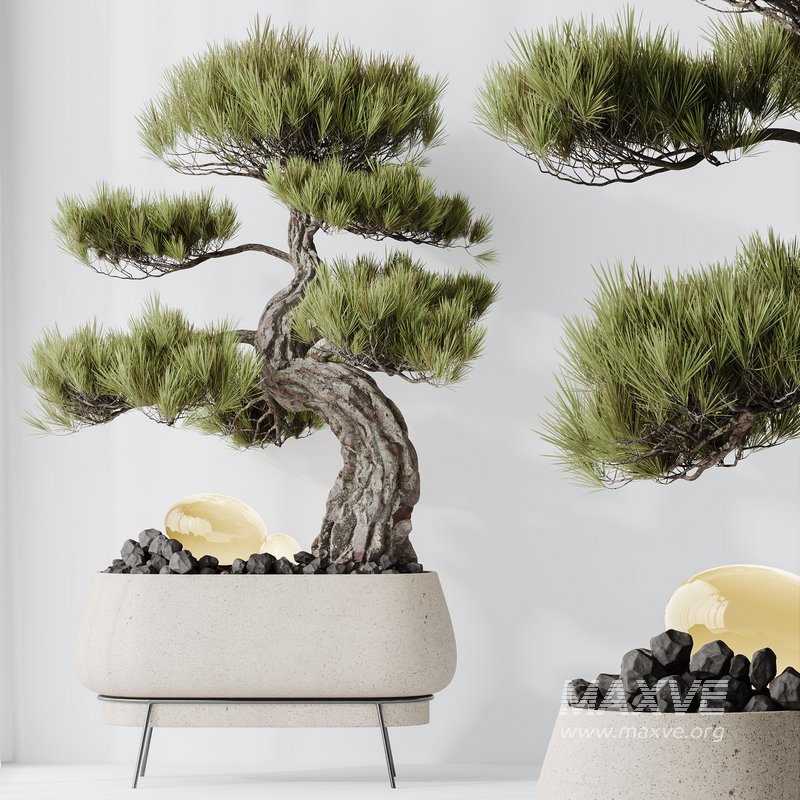 AV Indoor plants set 136 Bonsai Pinus Pentaphylla Thunbergii and Ficus Retusa Microcarpa Bonsai Ginseng - Image 4