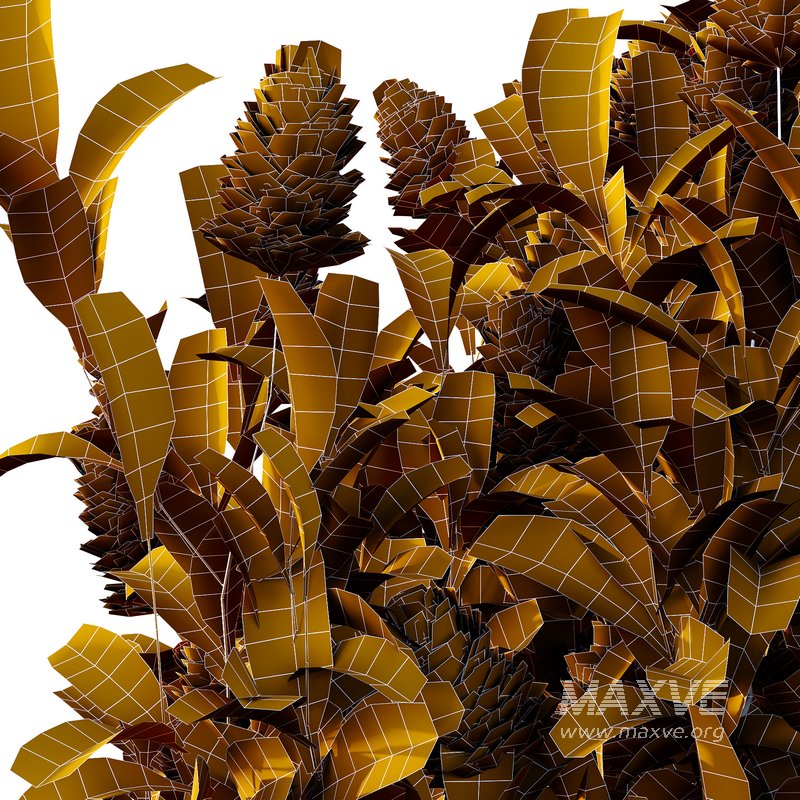 Argyrocytisus battandieri 08 -3 Plants - Image 6