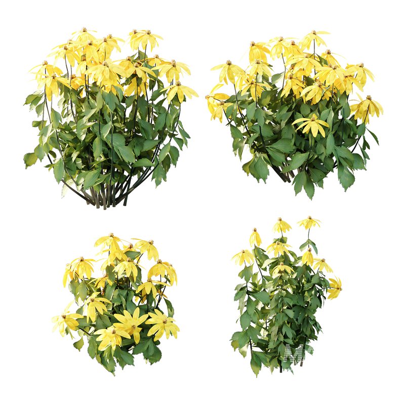 Rudbeckia laciniata Plant 01 - Image 1