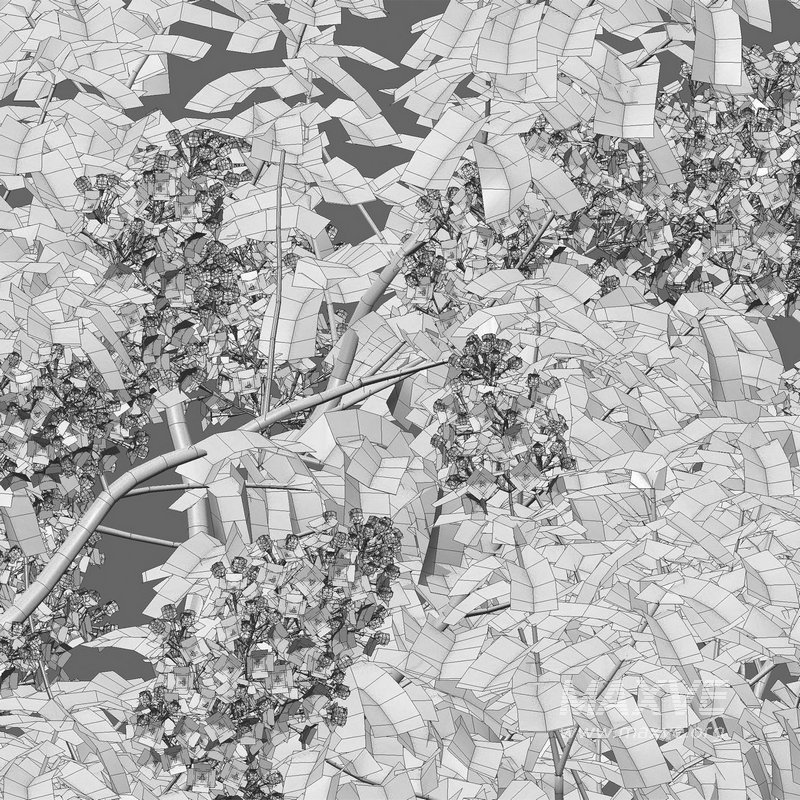 Syringa vulgaris – Common Lilac 04 - Image 5