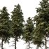 spruce tree11 - Thumbnail 4