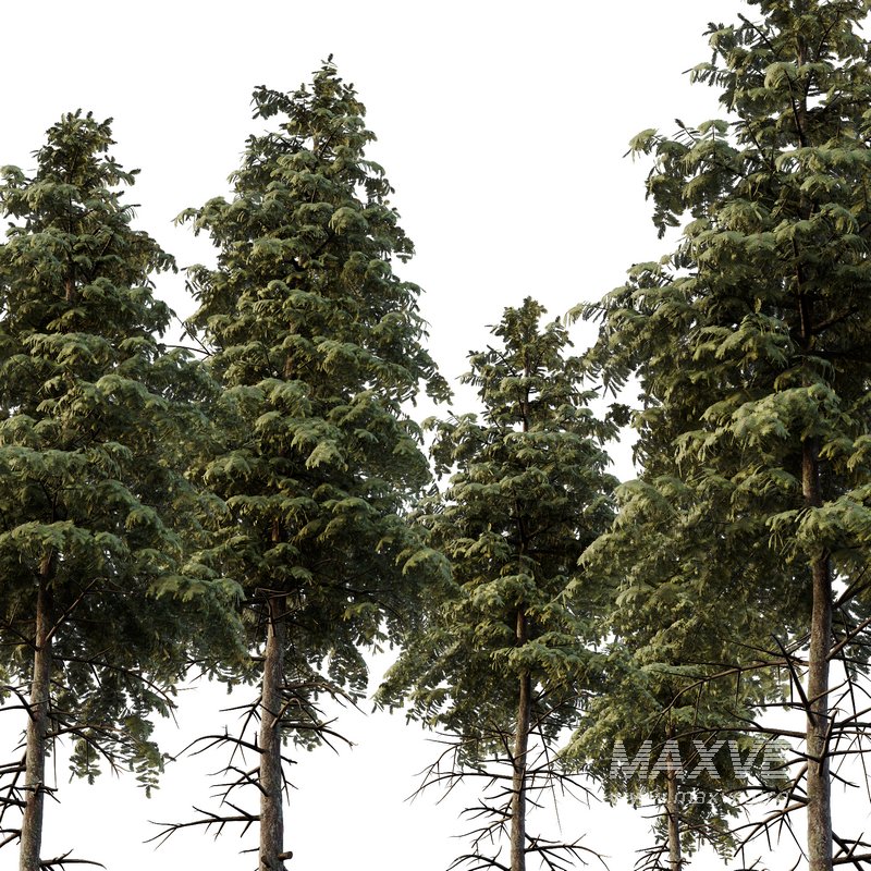 spruce tree11 - Image 4